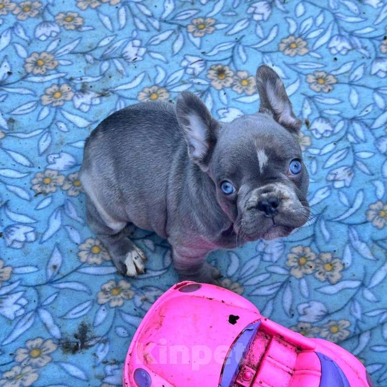 Собаки в Ставрополе: Голубоглазые  щенки французского бульдога (серые) Мальчик, Бесплатно - фото 3