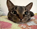 Кошки в Казани: Взрослый кот в добрые руки Мальчик, Бесплатно - фото 2