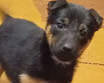 Собаки в Волжском: Щенок ягдтерьера Девочка, Бесплатно - фото 6