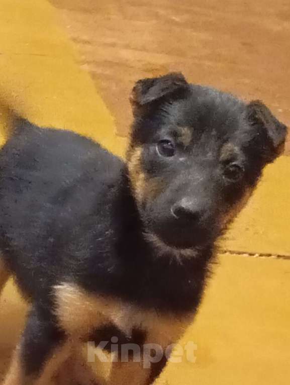 Собаки в Волжском: Щенок ягдтерьера Девочка, Бесплатно - фото 6