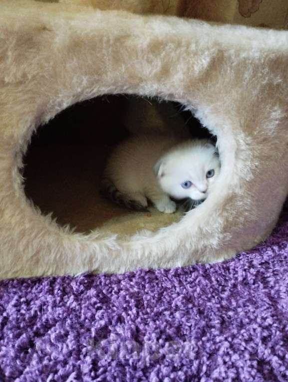 Кошки в Ростове-на-Дону: Девочка Девочка, 5 000 руб. - фото 3