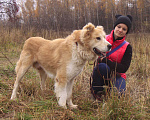 Собаки в Москве: Старк Мальчик, Бесплатно - фото 4