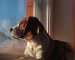 Собаки в Пензе: Бигль на вязку, 1 руб. - фото 4
