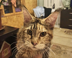 Кошки в Малмыже: Кошка мецн кун, 2 500 руб. - фото 3
