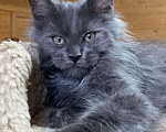 Кошки в Ливны: Голубой котик Мейн-кун, 85 000 руб. - фото 1