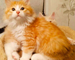Кошки в Островной: Котята курильского бобтейла, 20 000 руб. - фото 3