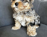 Собаки в других городах Московской области: Цветные йорки Разнополые, 50 000 руб. - фото 9