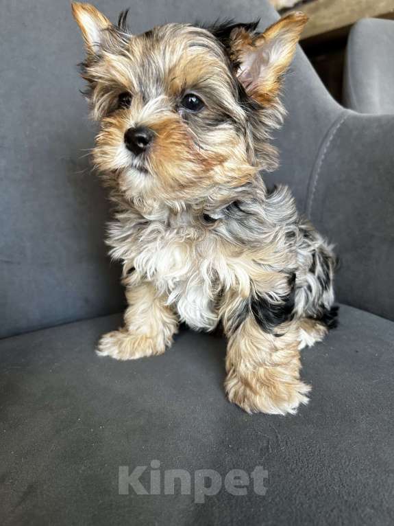 Собаки в других городах Московской области: Цветные йорки Разнополые, 50 000 руб. - фото 9