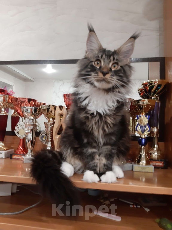 Кошки в Кемерово: Котенок Мейн-кун Мальчик, 60 000 руб. - фото 4