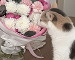 Кошки в Санкт-Петербурге: Кошечка-метиска ищет семью Девочка, 1 000 руб. - фото 2