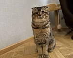 Кошки в Санкт-Петербурге: Шотландский вислоухий кот Леон возраст 7 месяцев хочет кошечку на вязку Мальчик, 3 000 руб. - фото 1