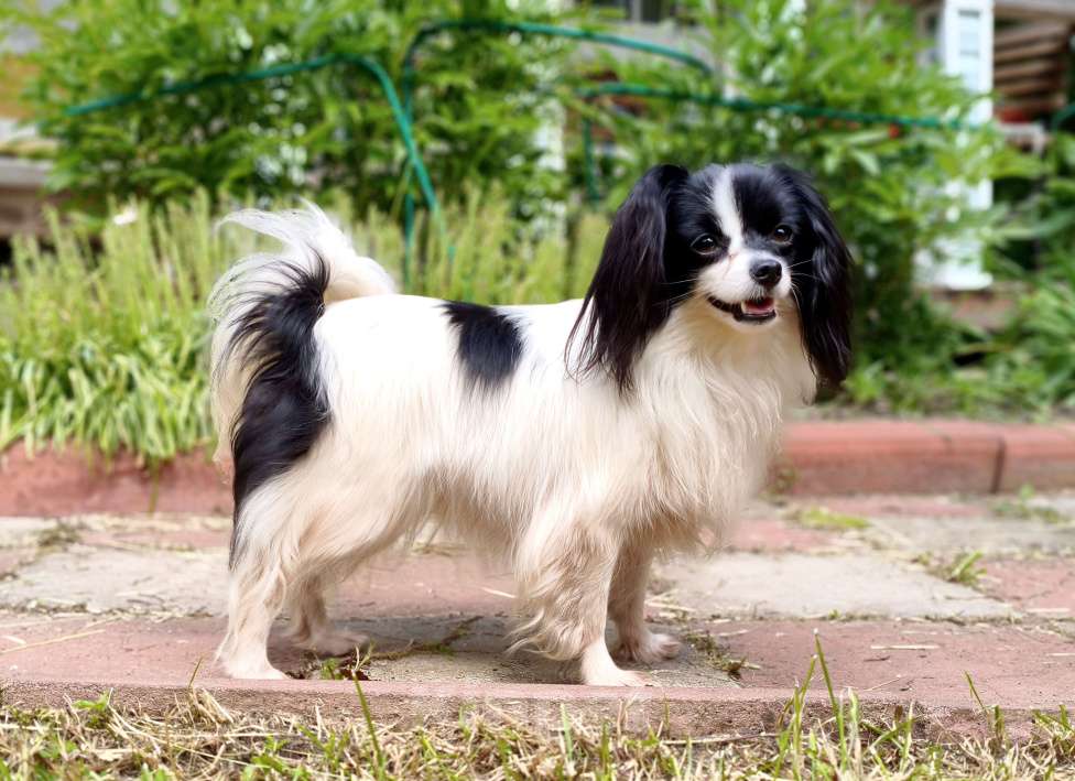 Собаки в Санкт-Петербурге: Шикарная сука фалена Девочка, 60 000 руб. - фото 5