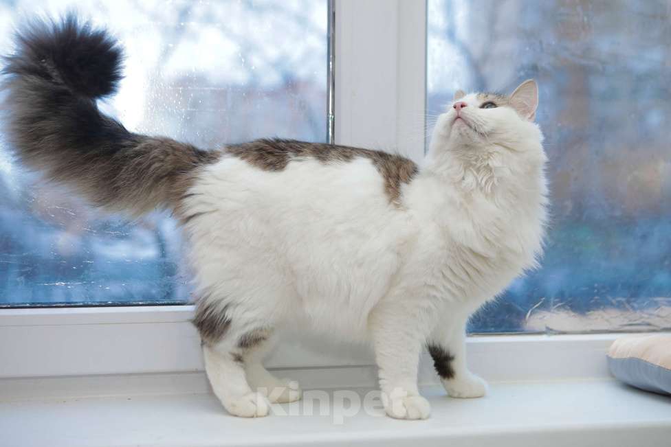 Кошки в Санкт-Петербурге: Обалденные красавцы братики Мальчик, 100 руб. - фото 10