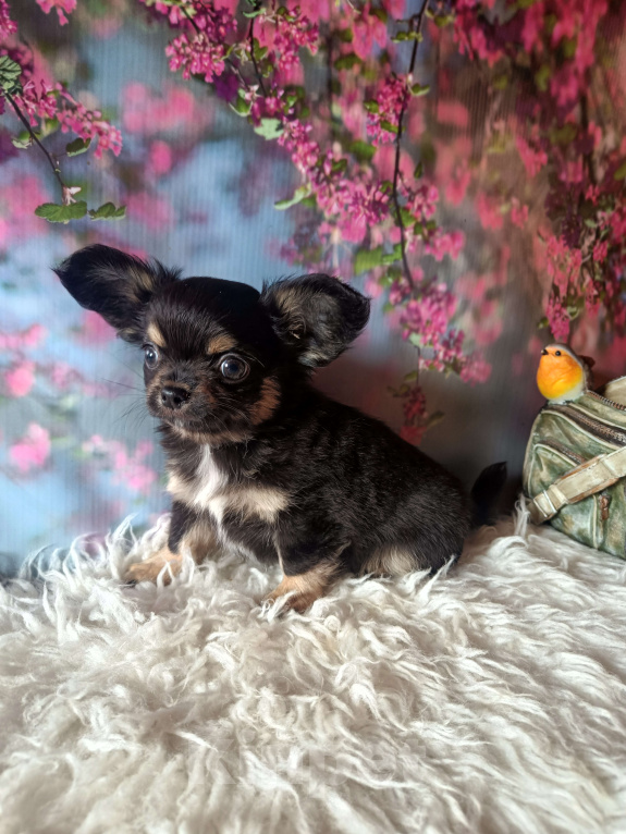 Собаки в Москве: Изумительный ушастик Мальчик, 45 000 руб. - фото 1