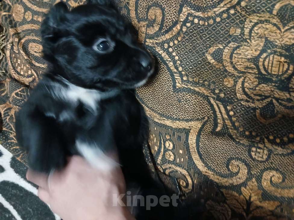 Собаки в Симферополе: Отдам щенка вдобрые руки Девочка, Бесплатно - фото 10