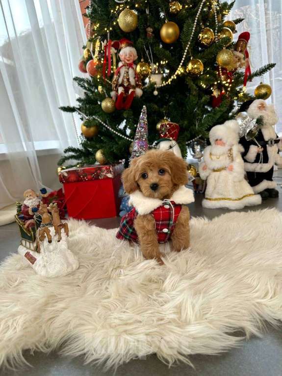 Собаки в Москве: Девочка мальтипу мини Девочка, 100 000 руб. - фото 1