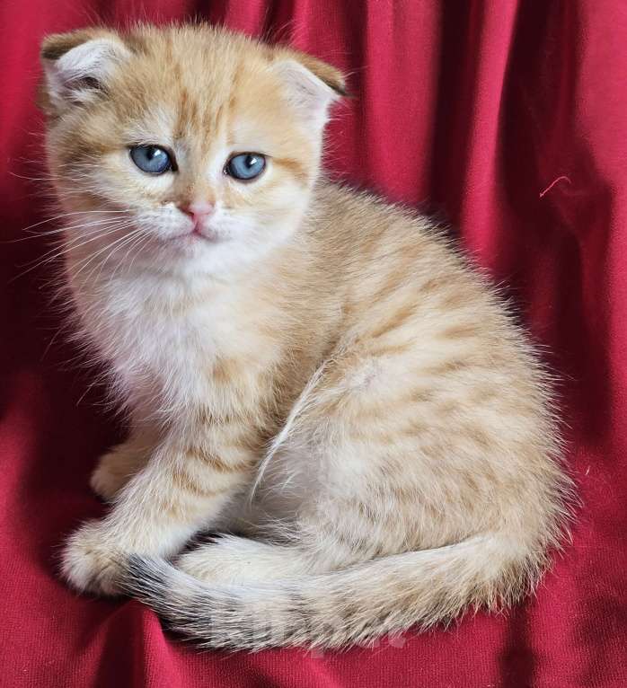 Кошки в Санкт-Петербурге: Золотисиый котик Мальчик, 20 000 руб. - фото 2