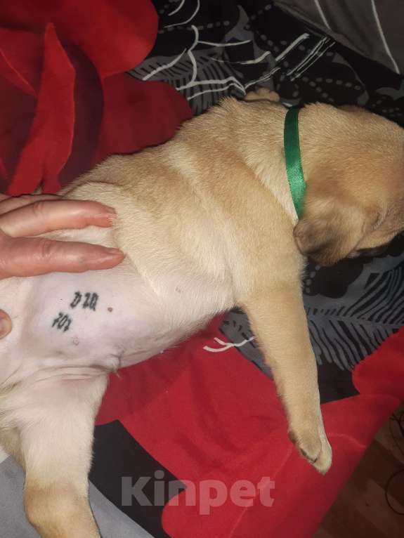 Собаки в Новосибирске: Мопс мальчик 3 мес Мальчик, 45 000 руб. - фото 4