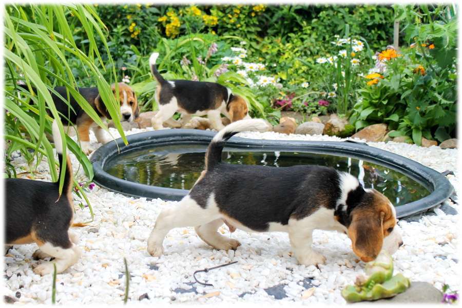 Собаки в Москве: красивые щенки бигля Девочка, 60 000 руб. - фото 2