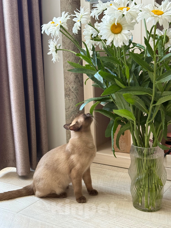 Кошки в Новосибирске: Ищем Бурманскую кошку для вязки коту! Мальчик, Бесплатно - фото 3