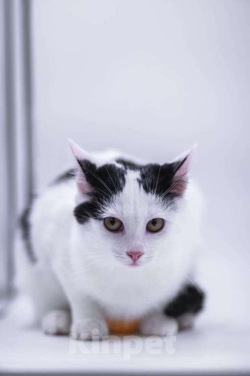 Кошки в Москве: Принцесса ищет дом Девочка, Бесплатно - фото 2