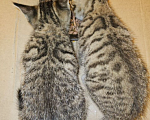 Кошки в Санкт-Петербурге: Котята  Девочка, Бесплатно - фото 6