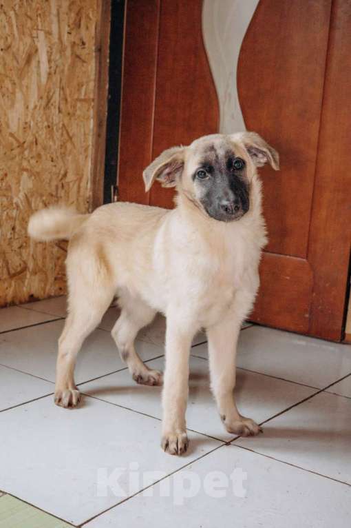 Собаки в Москве: Храбрая сердцем Девочка, Бесплатно - фото 1