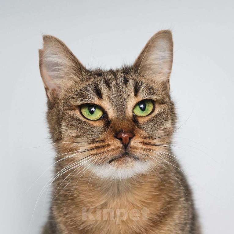 Кошки в Москве: Кошка Девочка, Бесплатно - фото 1