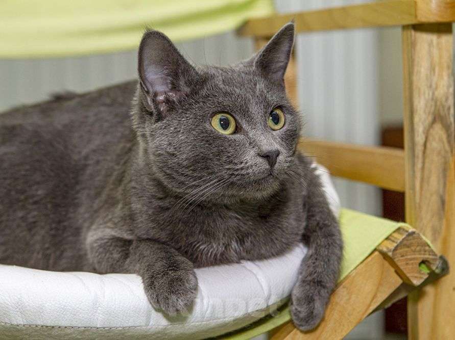 Кошки в Москве: Шерри, русская голубая.  Красавица кошечка в добрые руки. Девочка, Бесплатно - фото 6