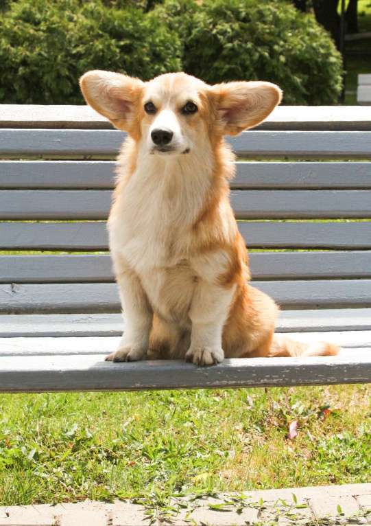 Собаки в Самаре: Корги Этери Эсми Девочка, 50 000 руб. - фото 3