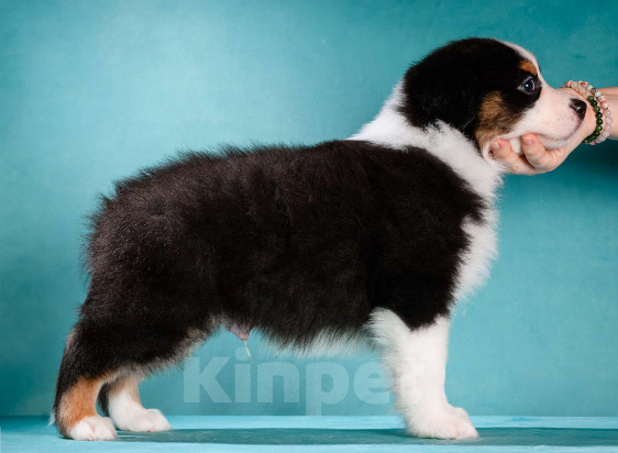 Собаки в других городах Московской области: Австралийская овчарка, щенок Мальчик, 80 000 руб. - фото 4