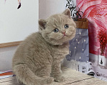 Кошки в Старом Осколе: Милый котик ищет владельца ( в качестве домашнего любимца) Мальчик, 60 000 руб. - фото 3