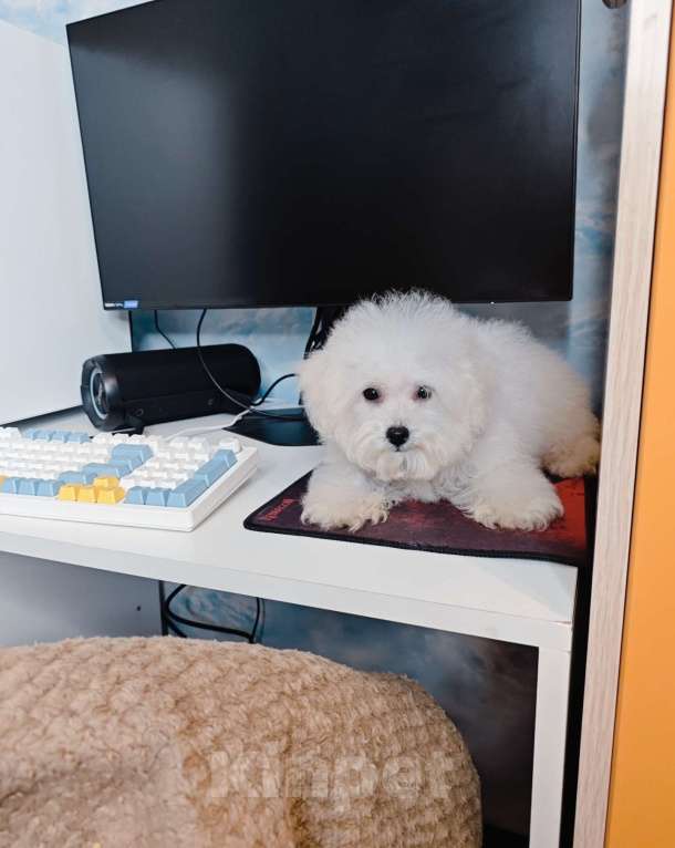 Собаки в Москве: БИШОН ФРИЗЕ baby face  Мальчик, 55 000 руб. - фото 3