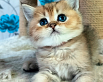 Кошки в Мытищах: Золотой тикированный  Мальчик, 12 000 руб. - фото 3