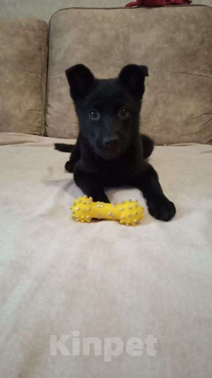 Собаки в Москве: Маленькой Челси нужен дом  Девочка, Бесплатно - фото 3