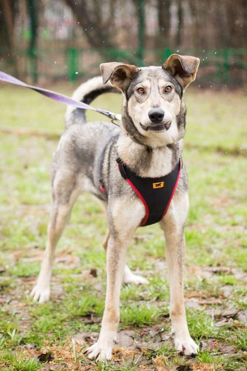 Собаки в Москве: Ярчайший бриллиант живет в приюте Девочка, Бесплатно - фото 4