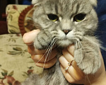 Кошки в Александрове: Отдам в хорошие руки. Девочка, 1 руб. - фото 1