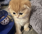 Кошки в других городах Московской области: Шоколадная золотая вислоухая девочка Девочка, 45 000 руб. - фото 3