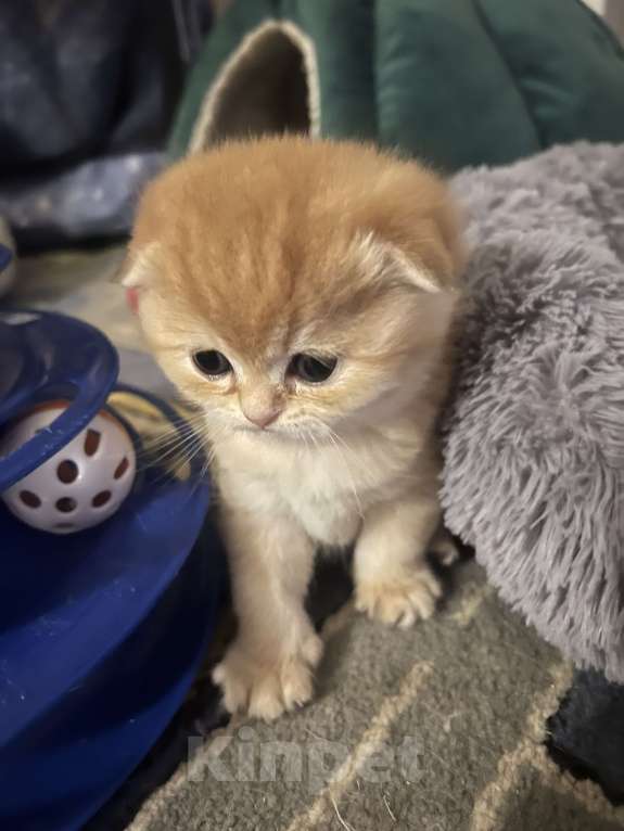 Кошки в других городах Московской области: Шоколадная золотая вислоухая девочка Девочка, 45 000 руб. - фото 3