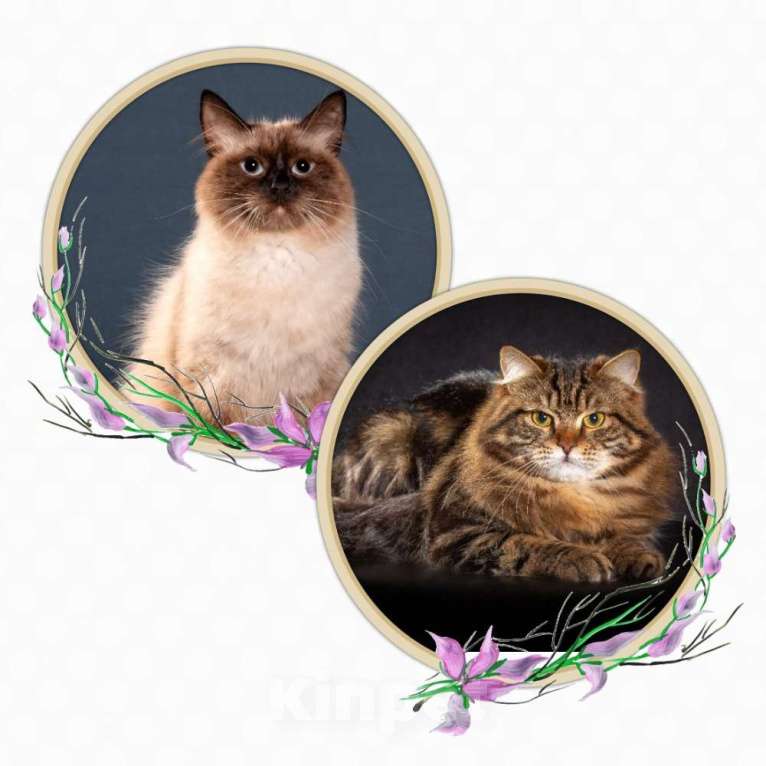 Кошки в Перми: Сибирские котята Мальчик, 45 000 руб. - фото 7