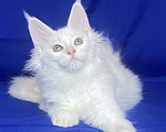 Кошки в Фокино: Котик мейн кун Мальчик, 40 000 руб. - фото 1