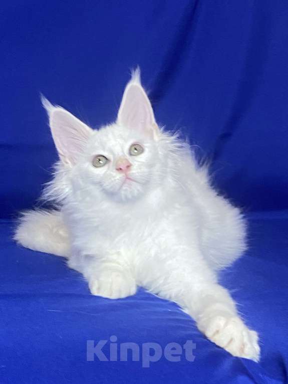 Кошки в Фокино: Котик мейн кун Мальчик, 40 000 руб. - фото 1
