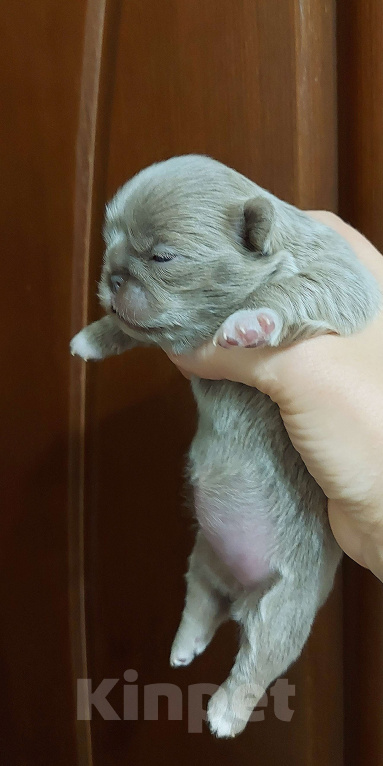 Собаки в Новосибирске: Фантастическая длинношерстная красавица! Девочка, Бесплатно - фото 3