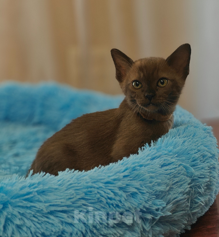 Кошки в Кемерово: Котята Европейской бурмы Разнополые, Бесплатно - фото 1