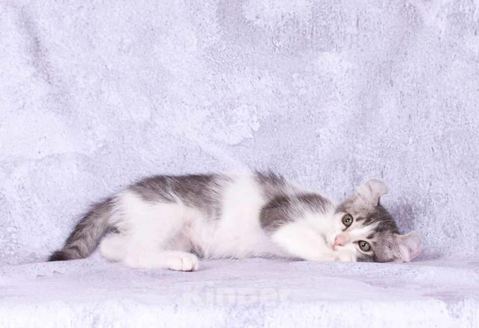 Кошки в Москве: Американский кёрл Мальчик, Бесплатно - фото 4