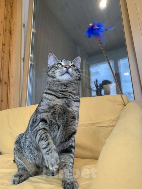 Кошки в Москве: юный котик Дениска ищет дом Мальчик, Бесплатно - фото 7