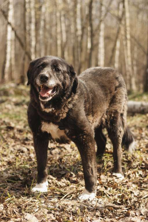 Собаки в Москве: Собака в добрые руки Девочка, Бесплатно - фото 3