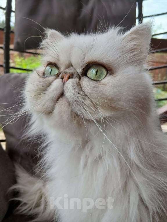 Кошки в других городах Московской области: Персидская зеленоглазая кошечка в добрые руки Девочка, Бесплатно - фото 5
