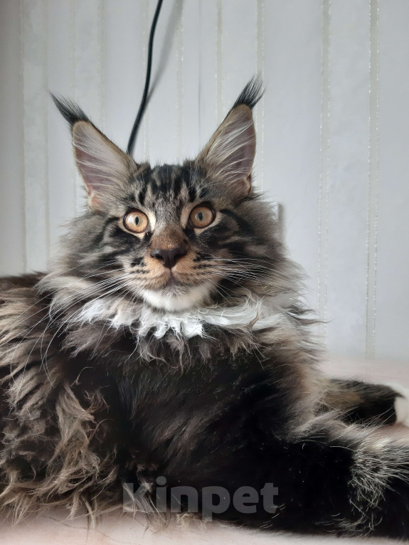 Кошки в Кемерово: Котенок Мейн-кун Мальчик, 60 000 руб. - фото 3