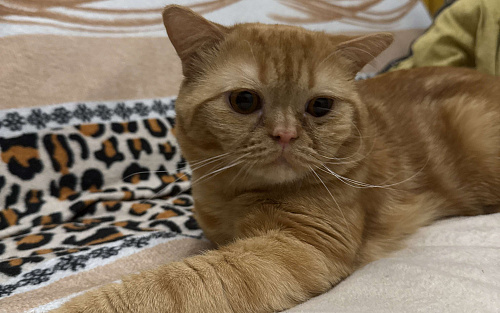 Котик в добрые руки